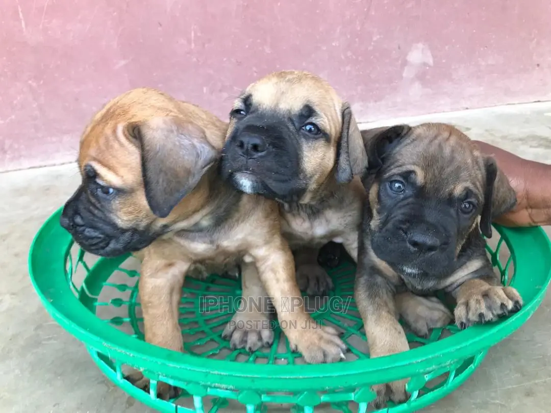0-1 month Female Purebred Boerboel
