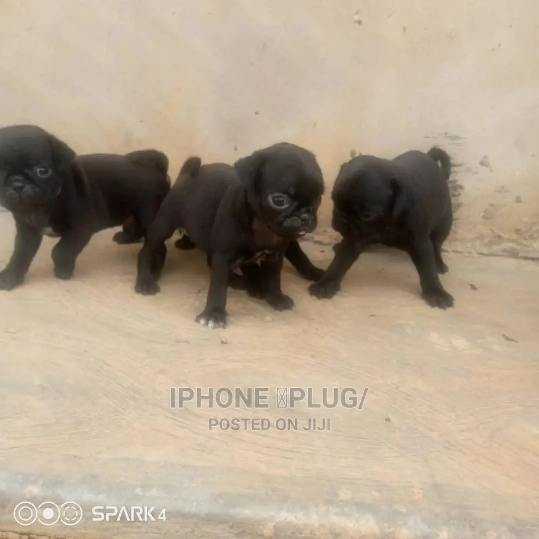 1-3 months Female Purebred Pug