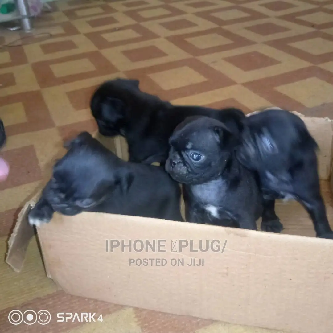 1-3 months Female Purebred Pug