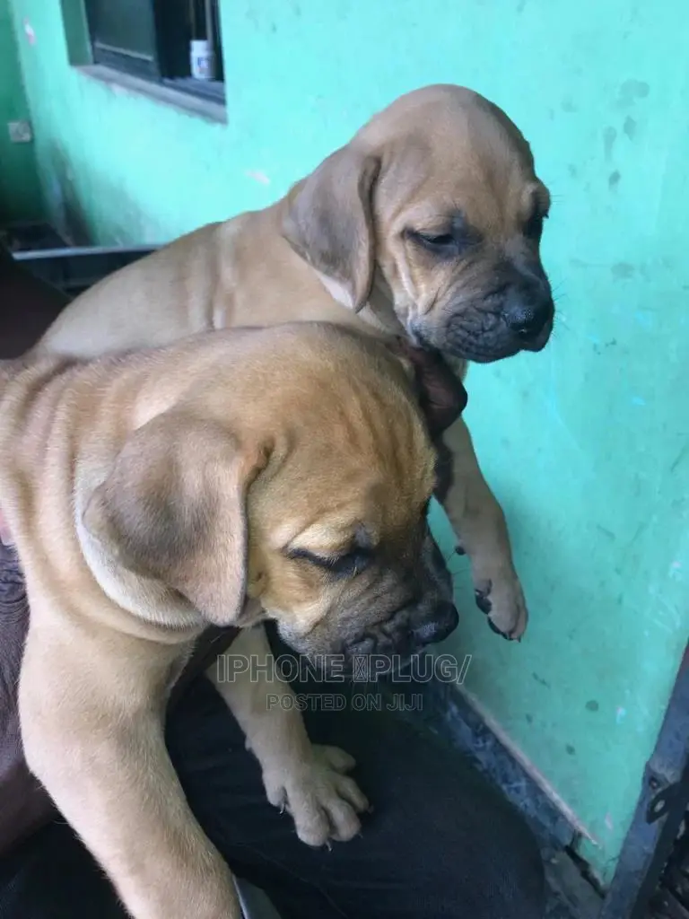 1-3 months Male Purebred Bullmastiff
