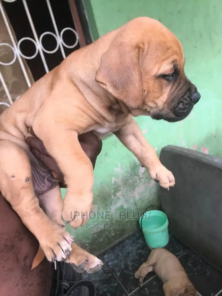 1-3 months Male Purebred Bullmastiff