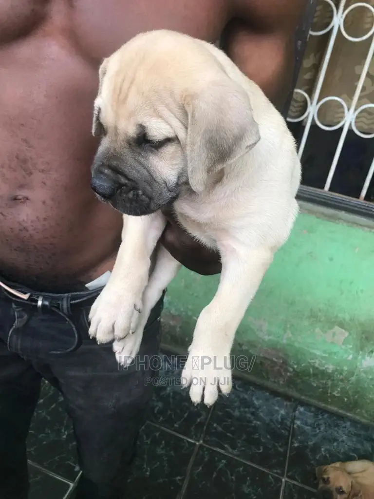 1-3 months Male Purebred Bullmastiff