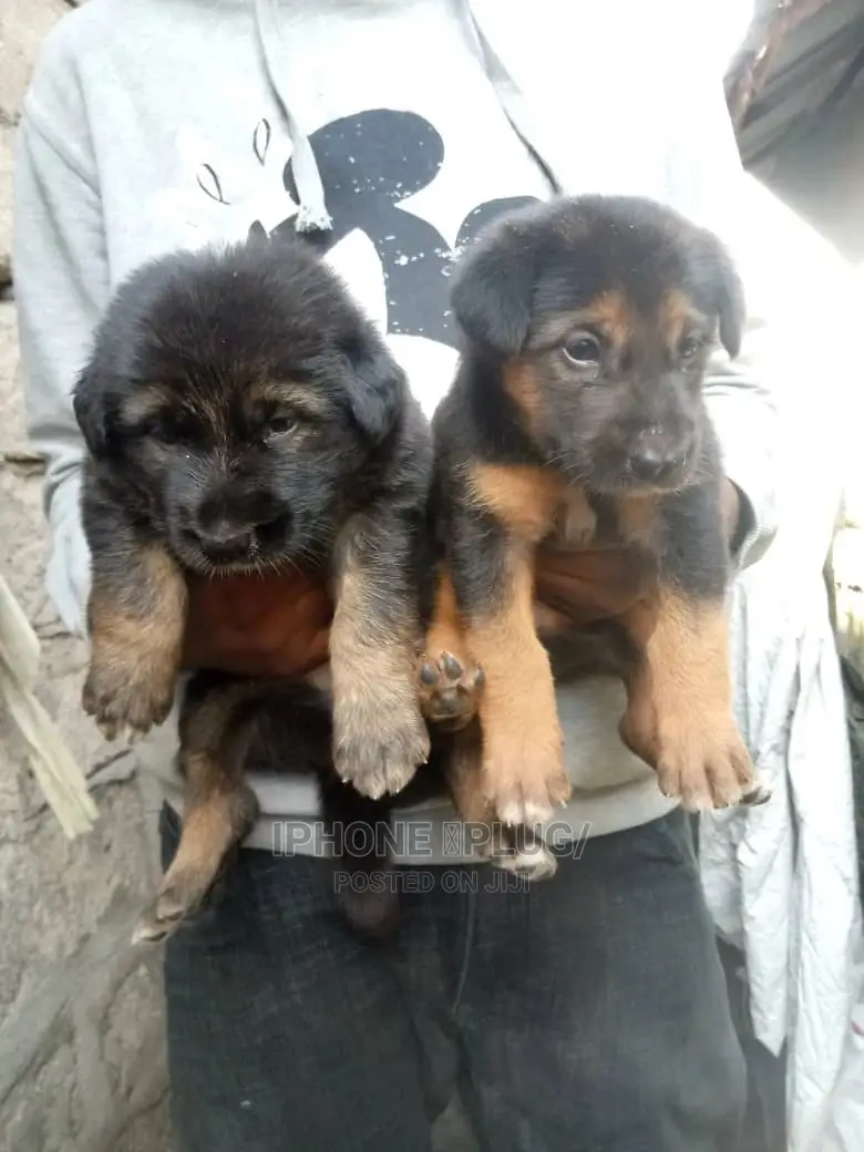 3-6 months Female Purebred German Shepherd