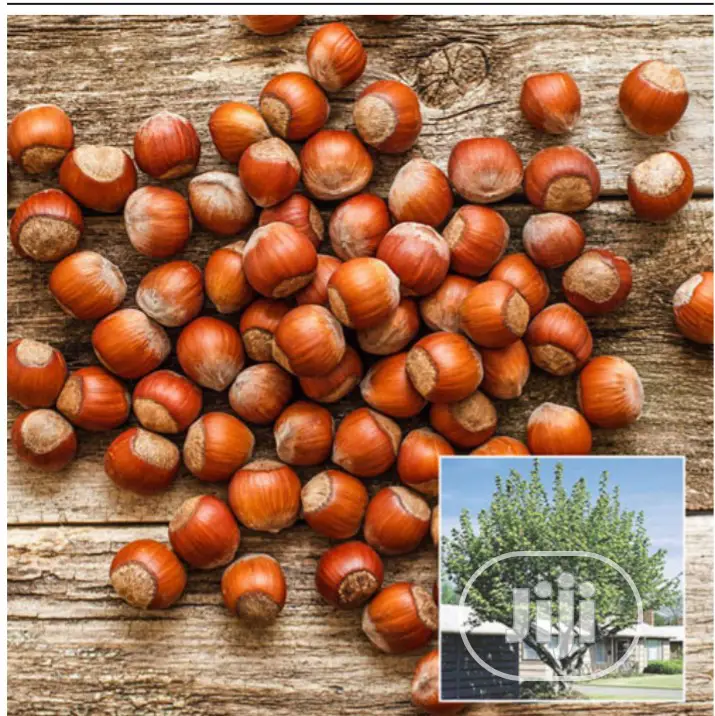 Hazel Nuts Packed With Vitamin E,Protein,Dietary Fibre 250g