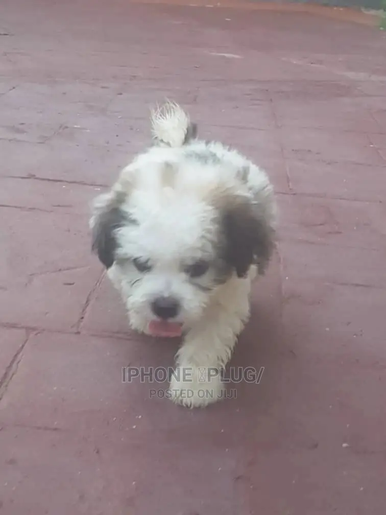 1-3 months Female Purebred Lhasa Apso