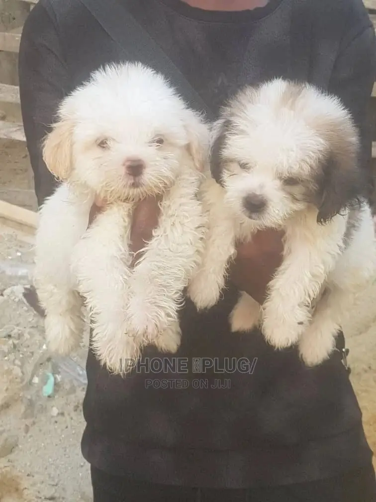 1-3 months Female Purebred Lhasa Apso