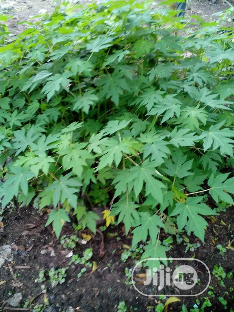 Best High Yield Dwarf Pawpaw Seedling / Nursery