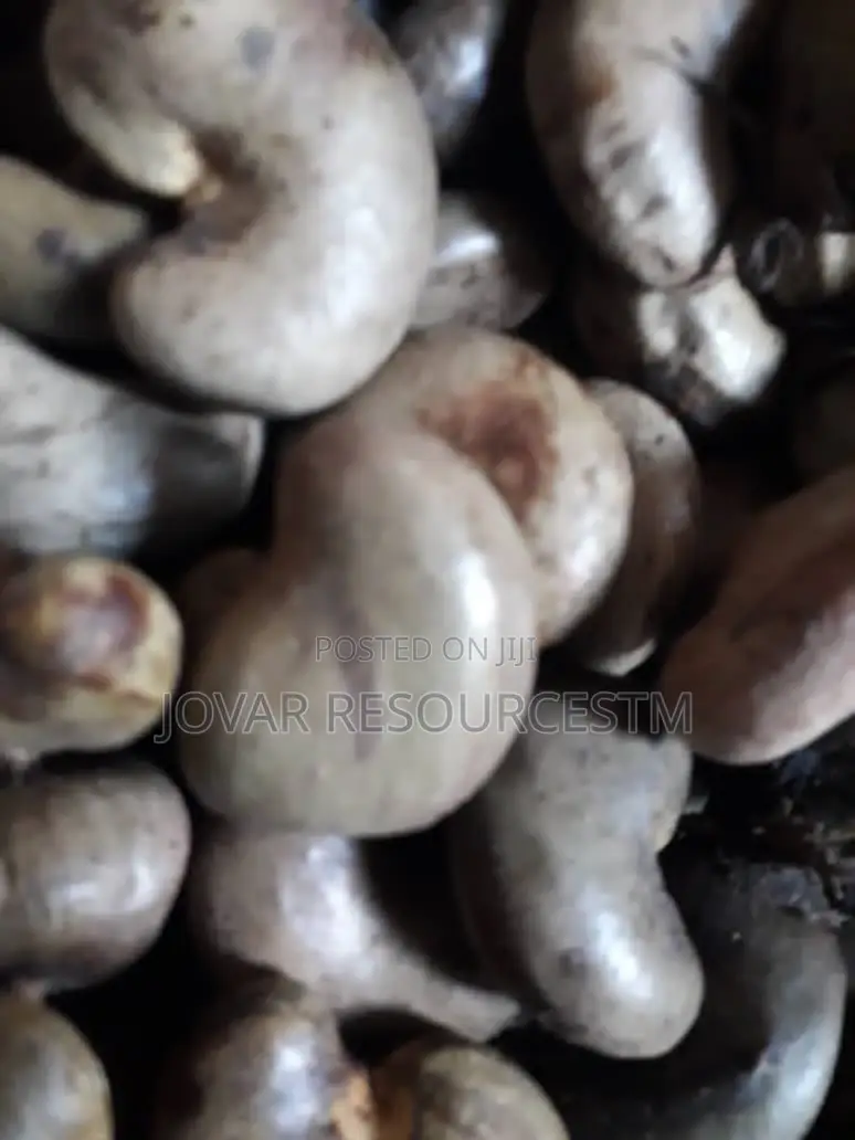 Best Improved Brazilian Jumbo Cashew Seedlings And Seeds