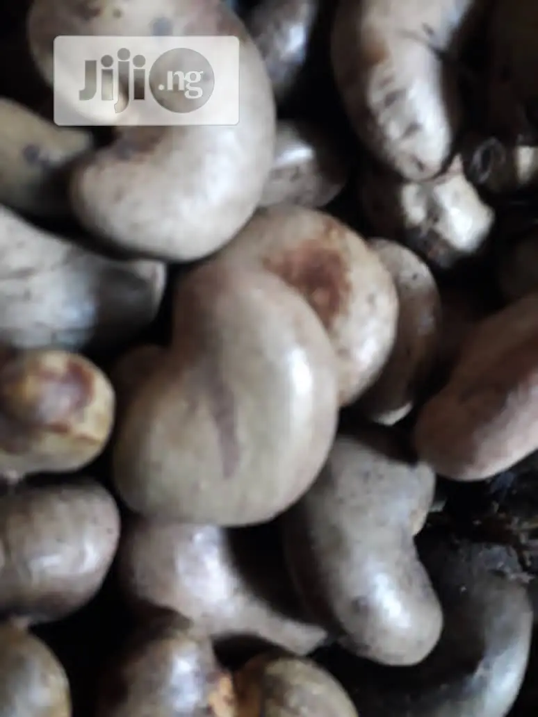 Best Improved Brazilian Jumbo Cashew Seedlings And Seeds