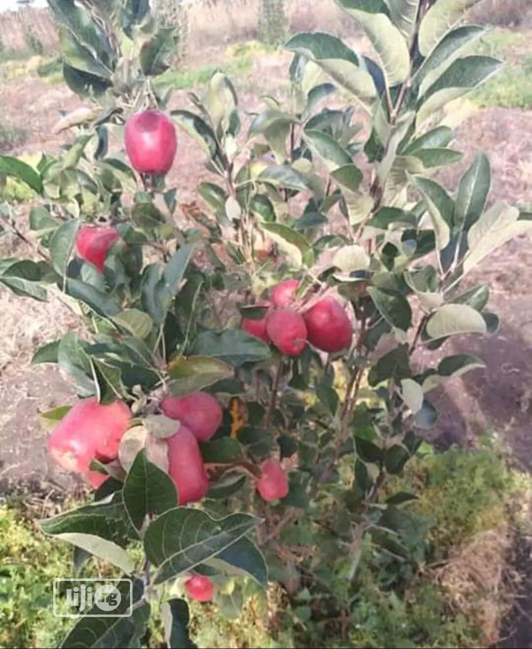 Best Grafted English Foreign Wambugu Apple Seedling