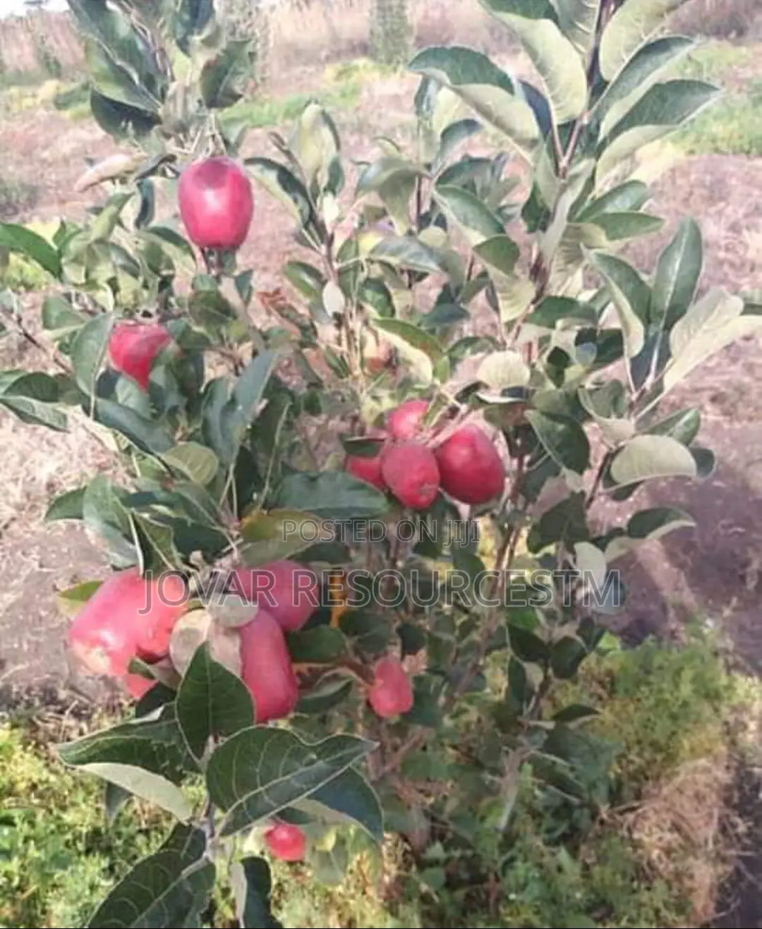 Best Grafted English Foreign Wambugu Apple Seedling