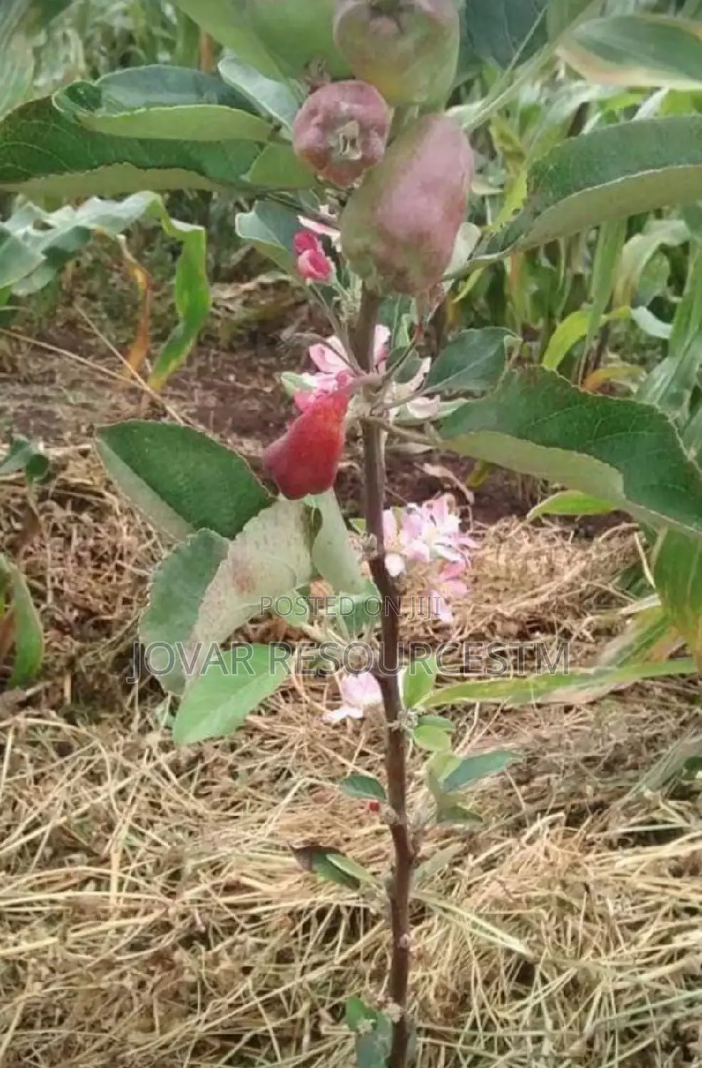 Best Grafted English Foreign Wambugu Apple Seedling