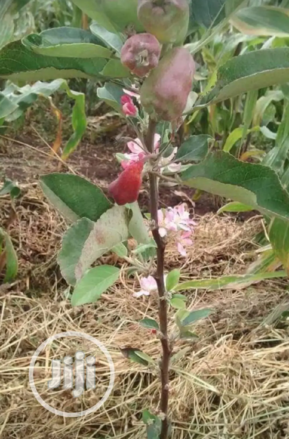 Best Grafted English Foreign Wambugu Apple Seedling