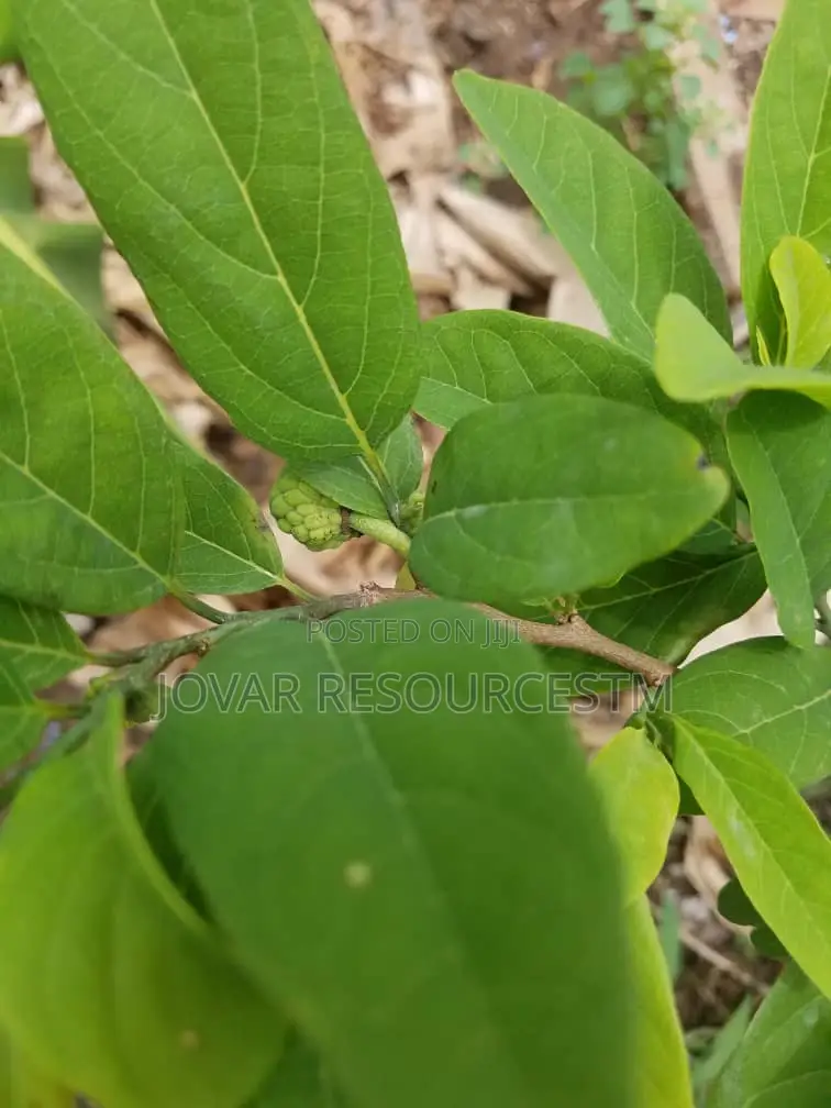 Best Custard Apple / Sugar Apple / Sweetsop Seedling