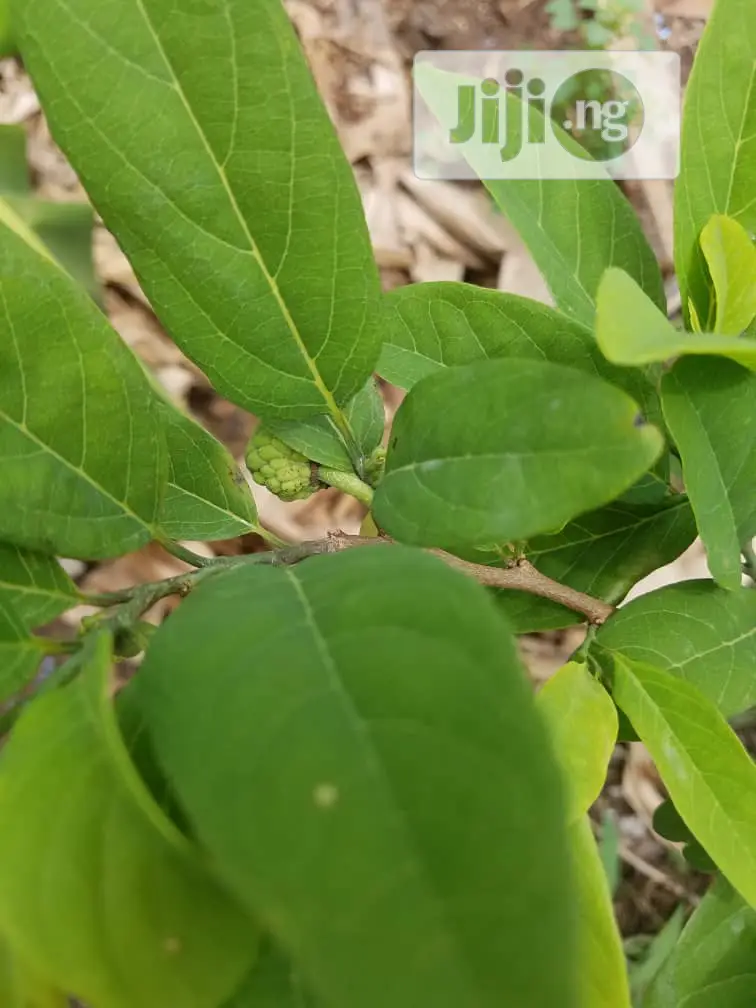 Best Custard Apple / Sugar Apple / Sweetsop Seedling