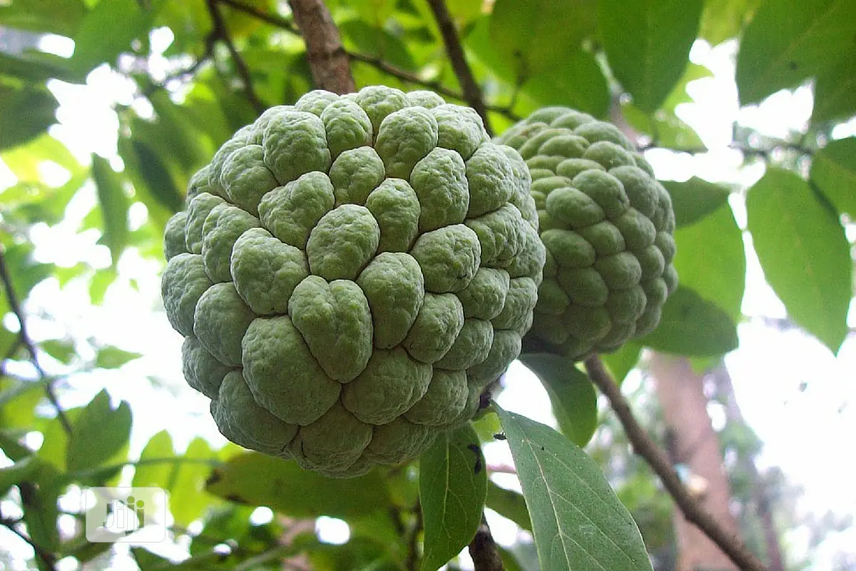 Best Custard Apple / Sugar Apple / Sweetsop Seedling