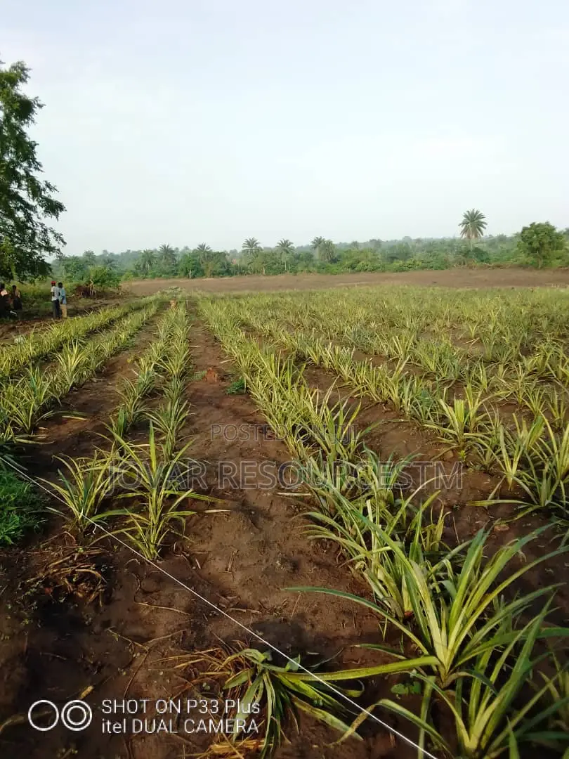Best and Bigger-Fruits Pineapple Sucker of Higher Yield