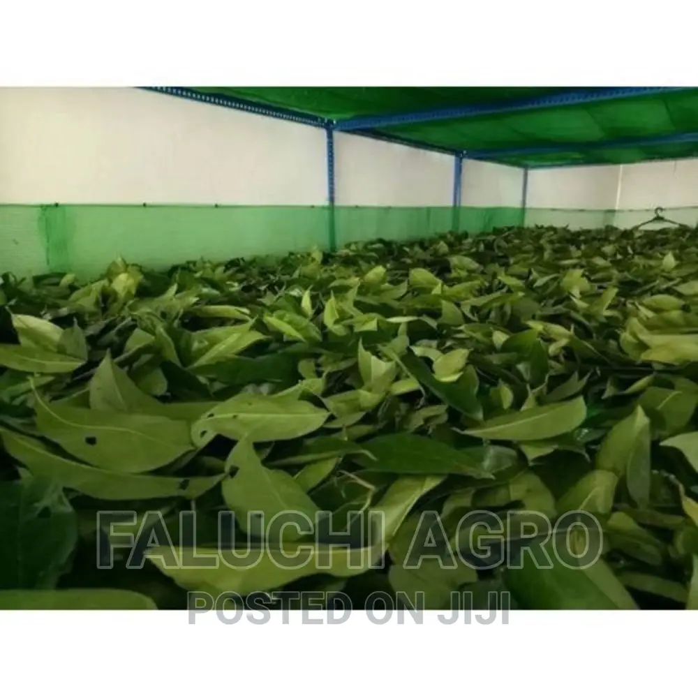 Fresh And Dried Soursop Leaves