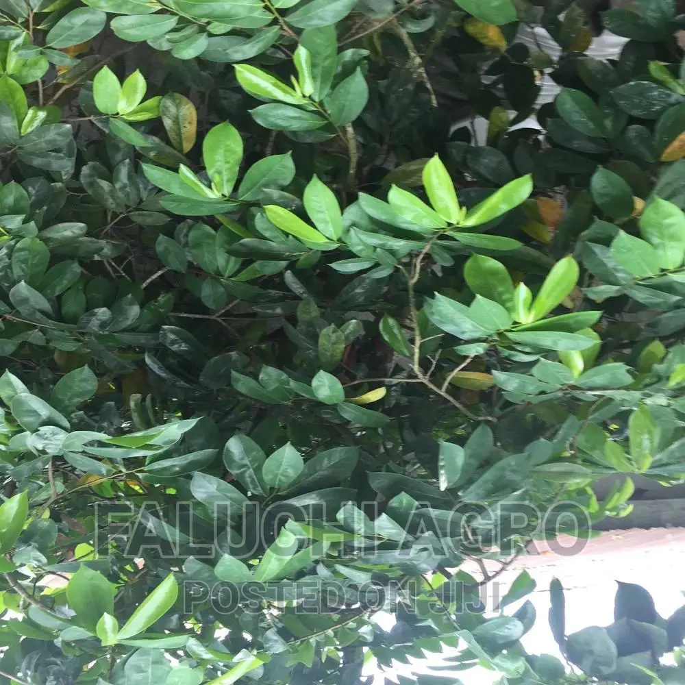 Fresh And Dried Soursop Leaves