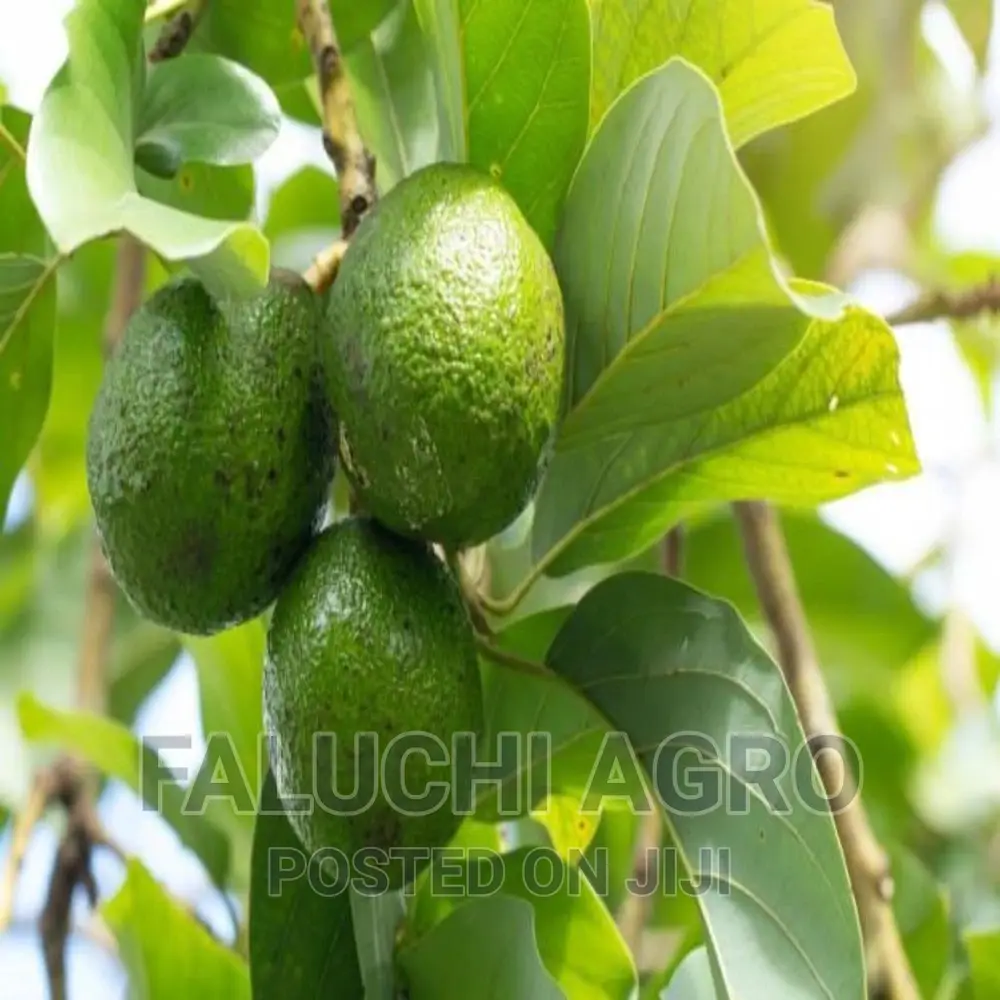 Fresh and Dried Avacado Leaves - 1kg