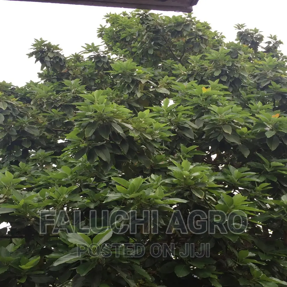 Fresh and Dried Avacado Leaves - 1kg
