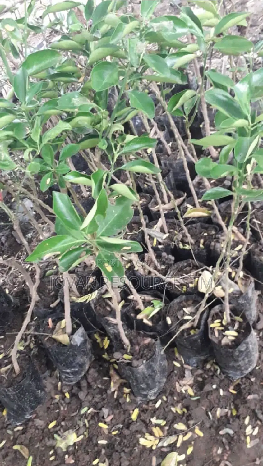 Best Budded Dwarf Improved Citrus Double Budded Citrus