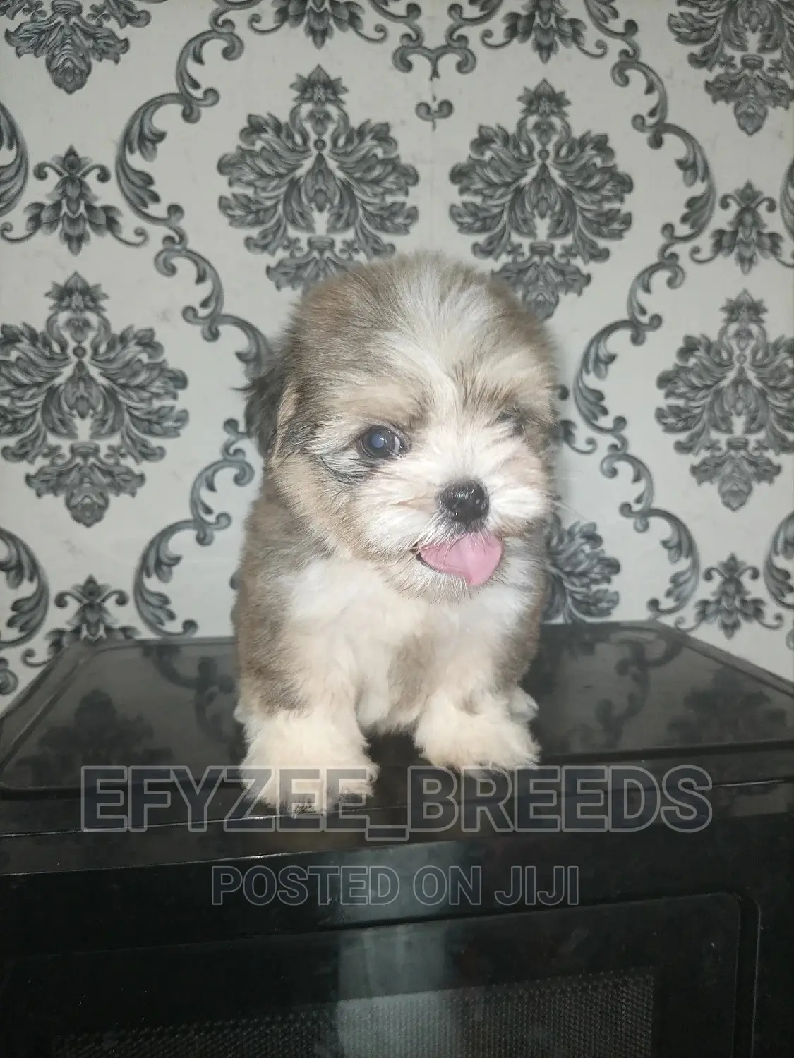 1-3 months Male Purebred Lhasa Apso