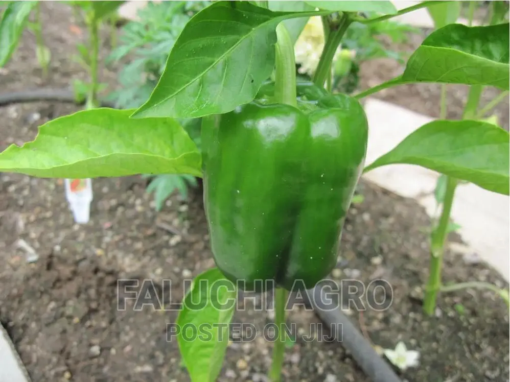 Sweet Bell Pepper – California Wonder (Treated Seeds100g)