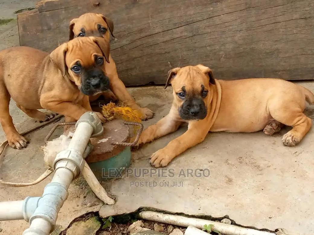 1-3 months Male Purebred Boerboel