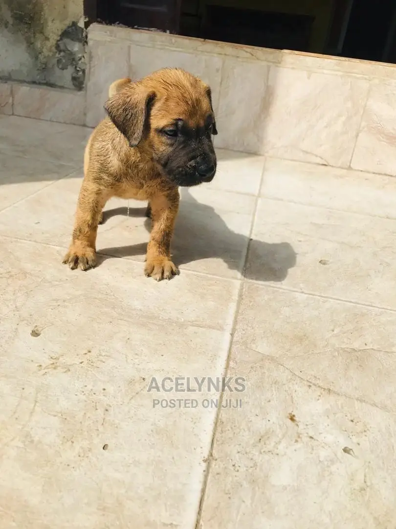 1-3 months Male Purebred Boerboel