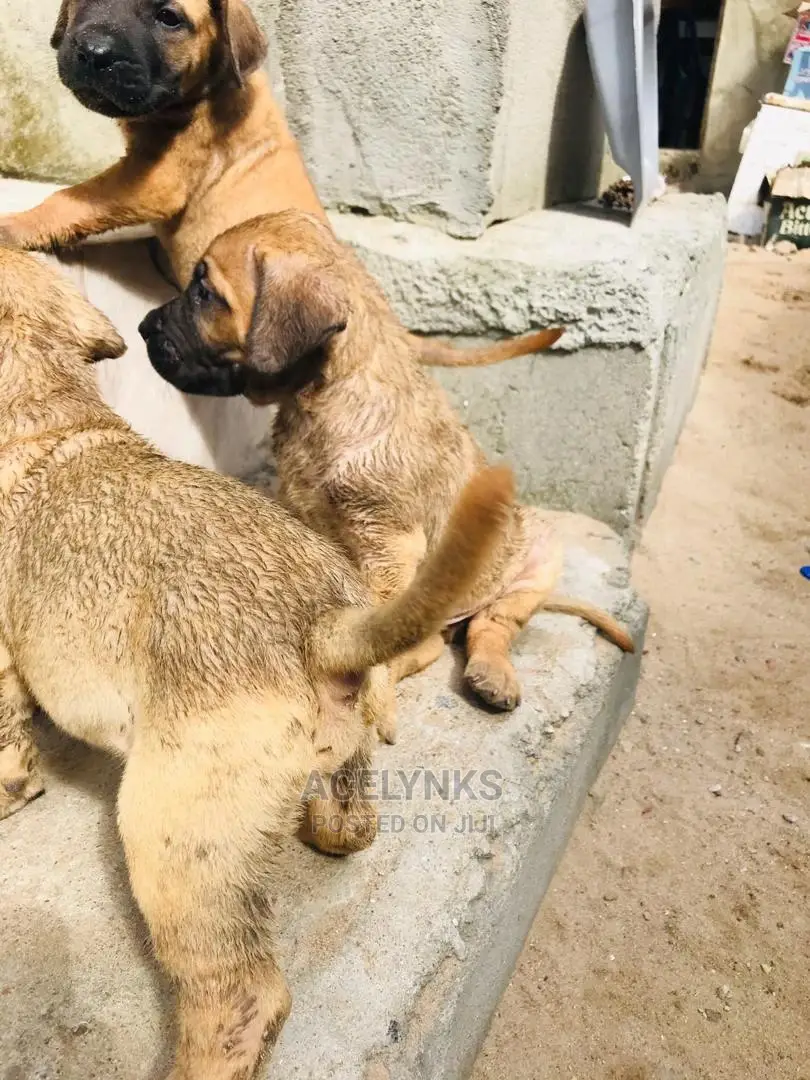 1-3 months Male Purebred Boerboel