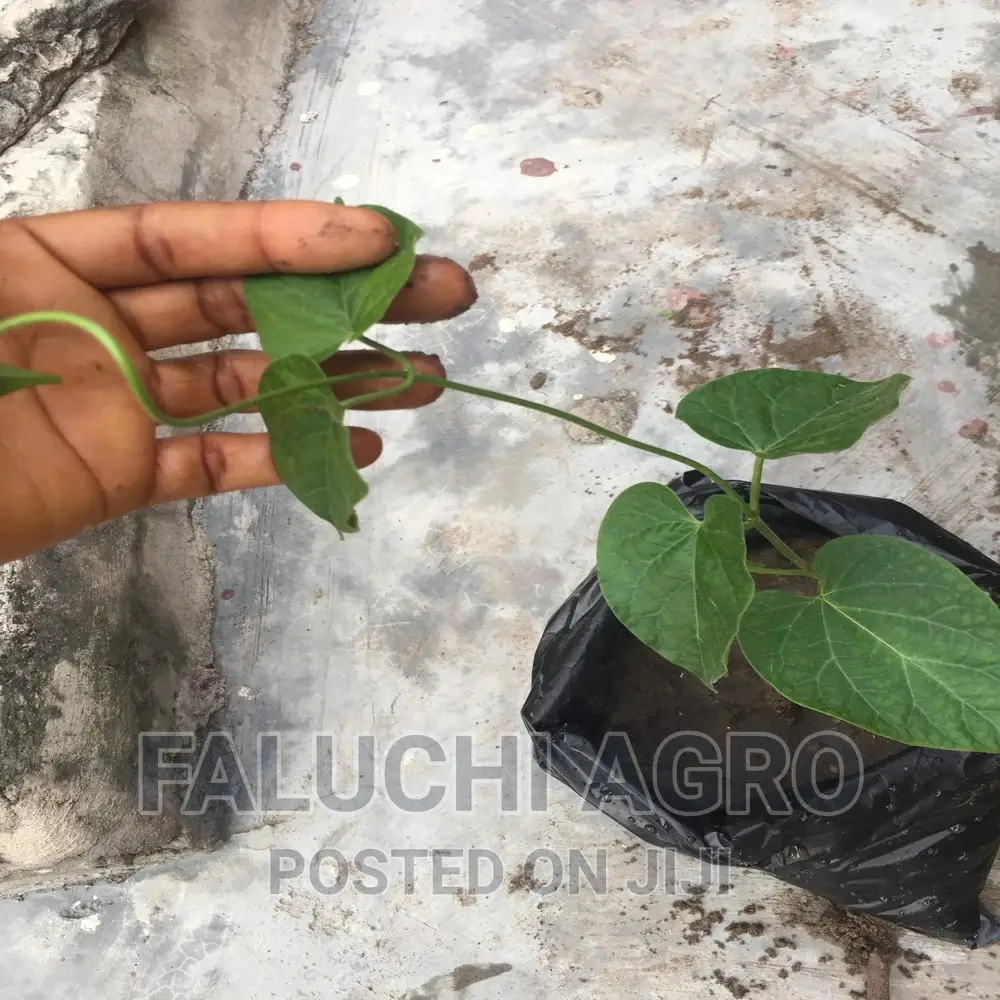 UTAZI Seedlings Arokeke (Gongronema Latifolium).