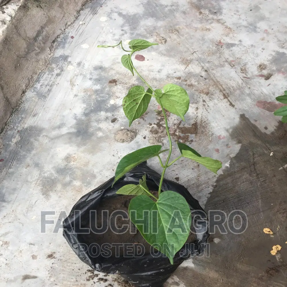UTAZI Seedlings Arokeke (Gongronema Latifolium).