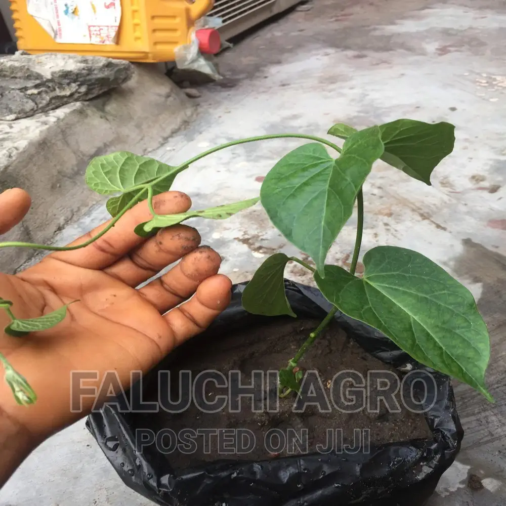 UTAZI Seedlings Arokeke (Gongronema Latifolium).