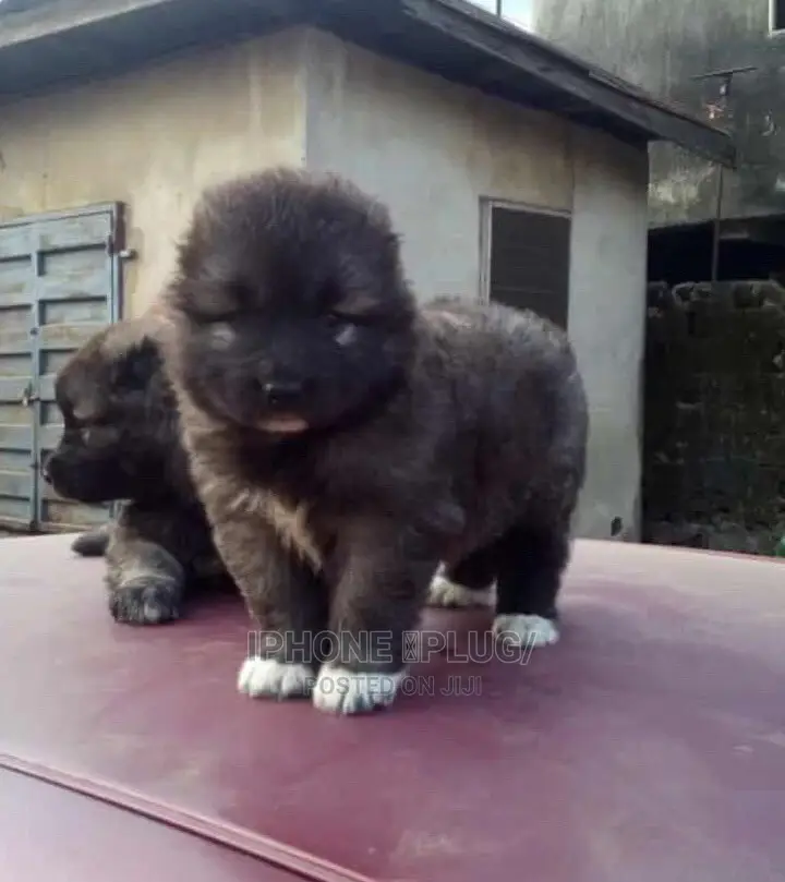 1-3 months Female Purebred Caucasian Shepherd