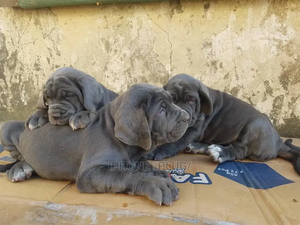 1-3 months Female Purebred Neapolitan Mastiff