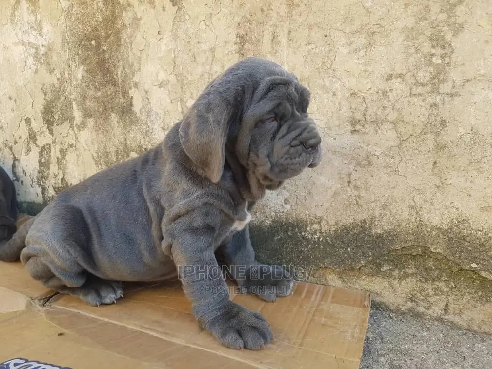 1-3 months Female Purebred Neapolitan Mastiff