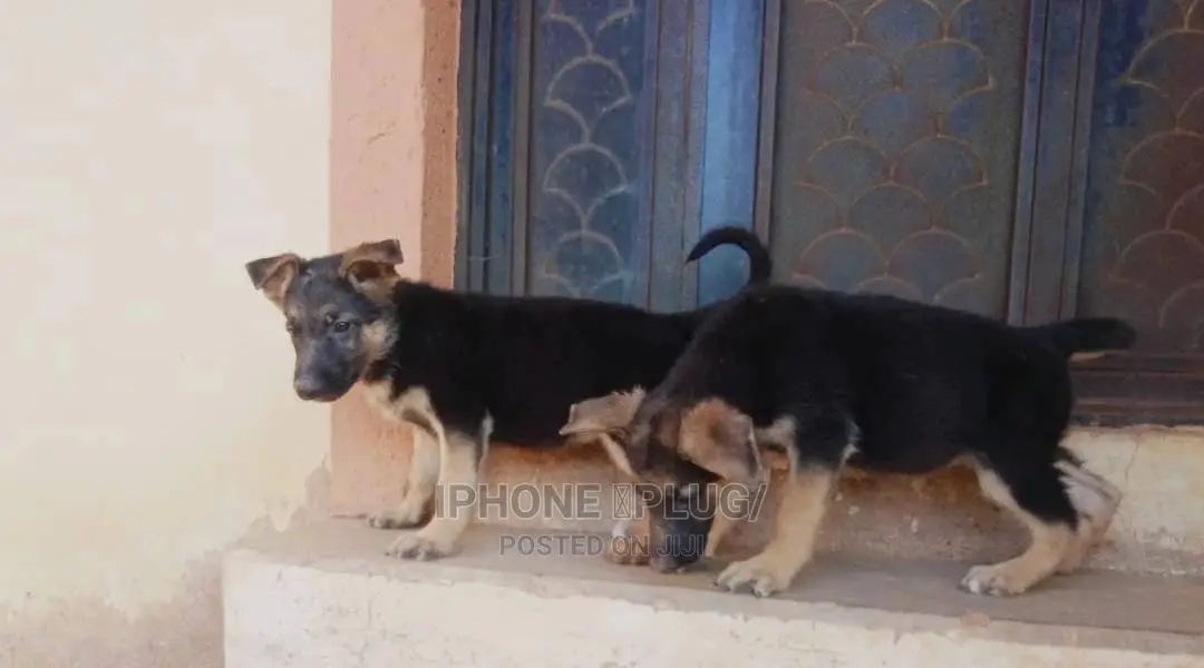 1-3 months Female Purebred German Shepherd
