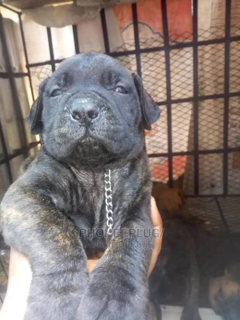 1-3 months Female Purebred Boerboel
