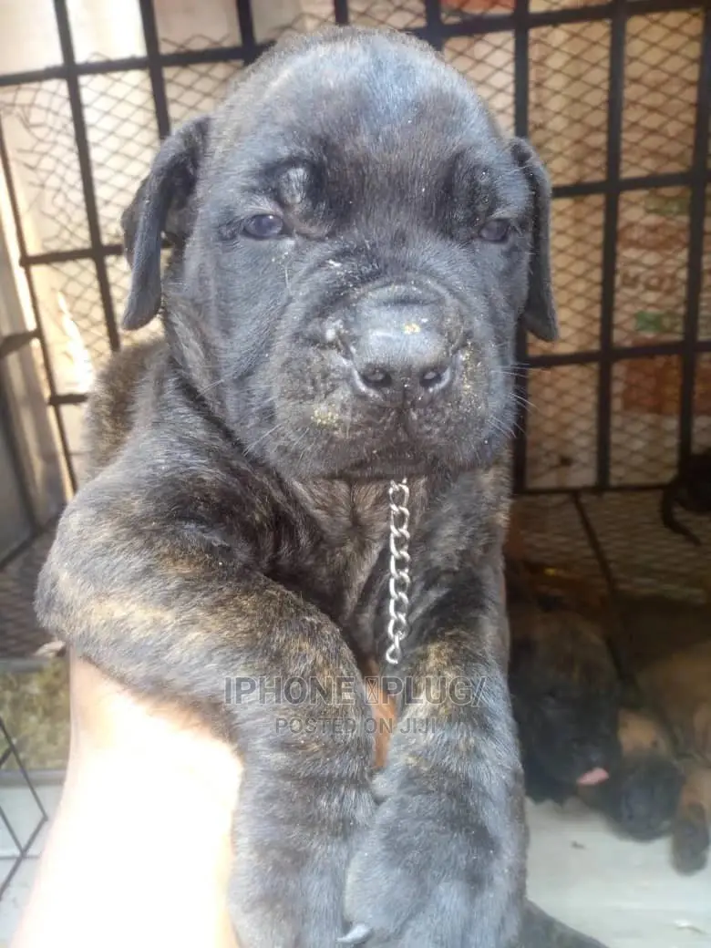 1-3 months Female Purebred Boerboel