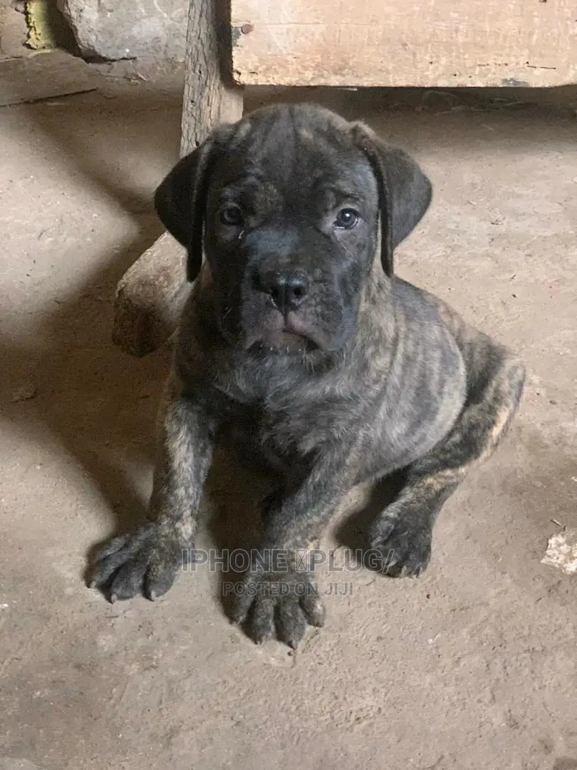 1-3 months Female Purebred Boerboel