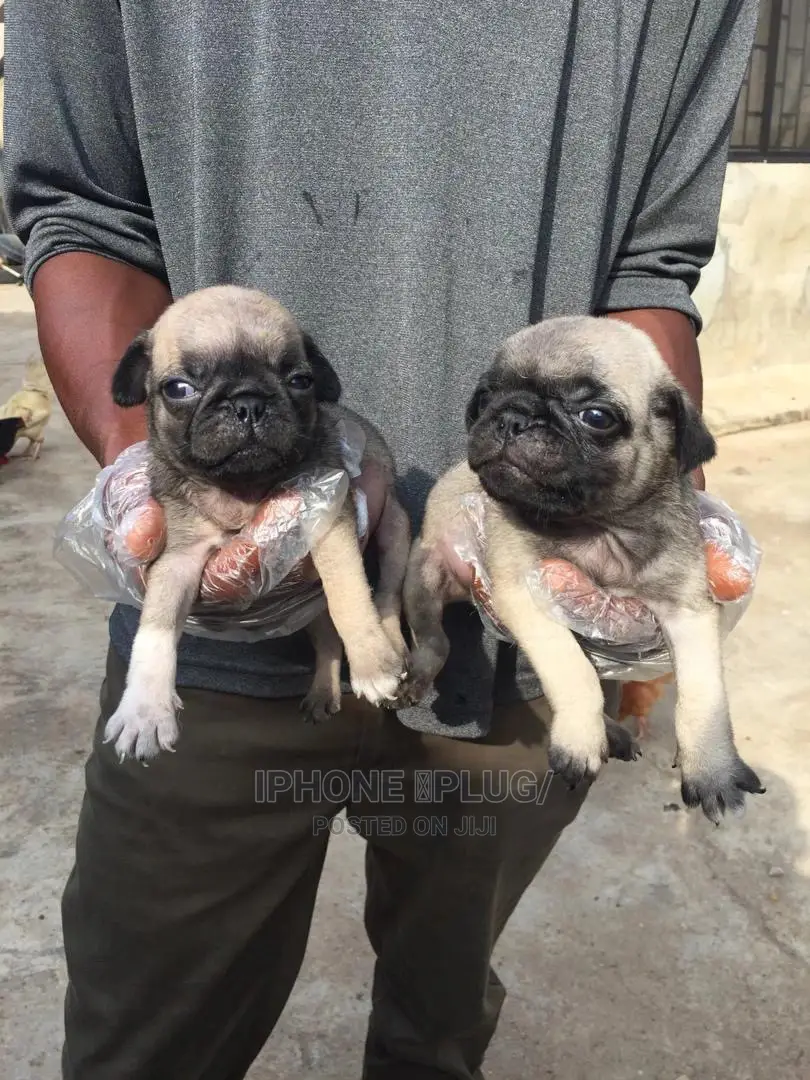 1-3 Months Male Purebred Pug