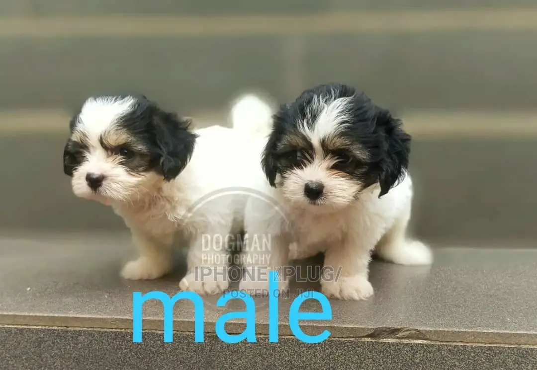 1-3 months Male Purebred Lhasa Apso