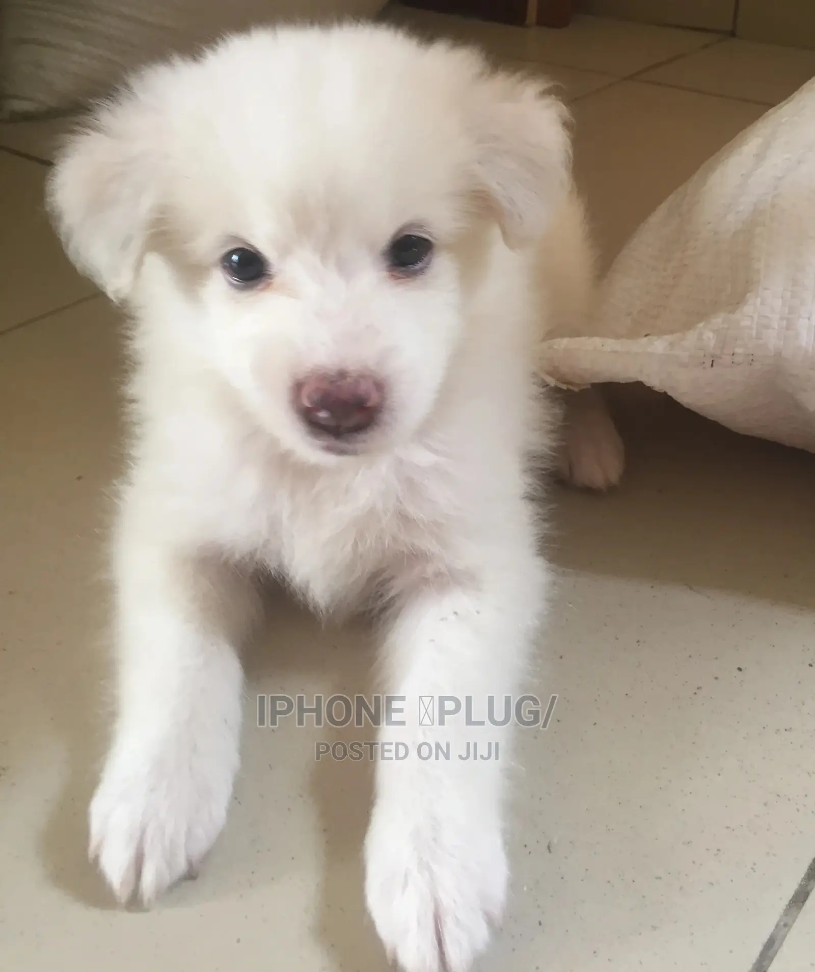 3-6 months Female Purebred American Eskimo