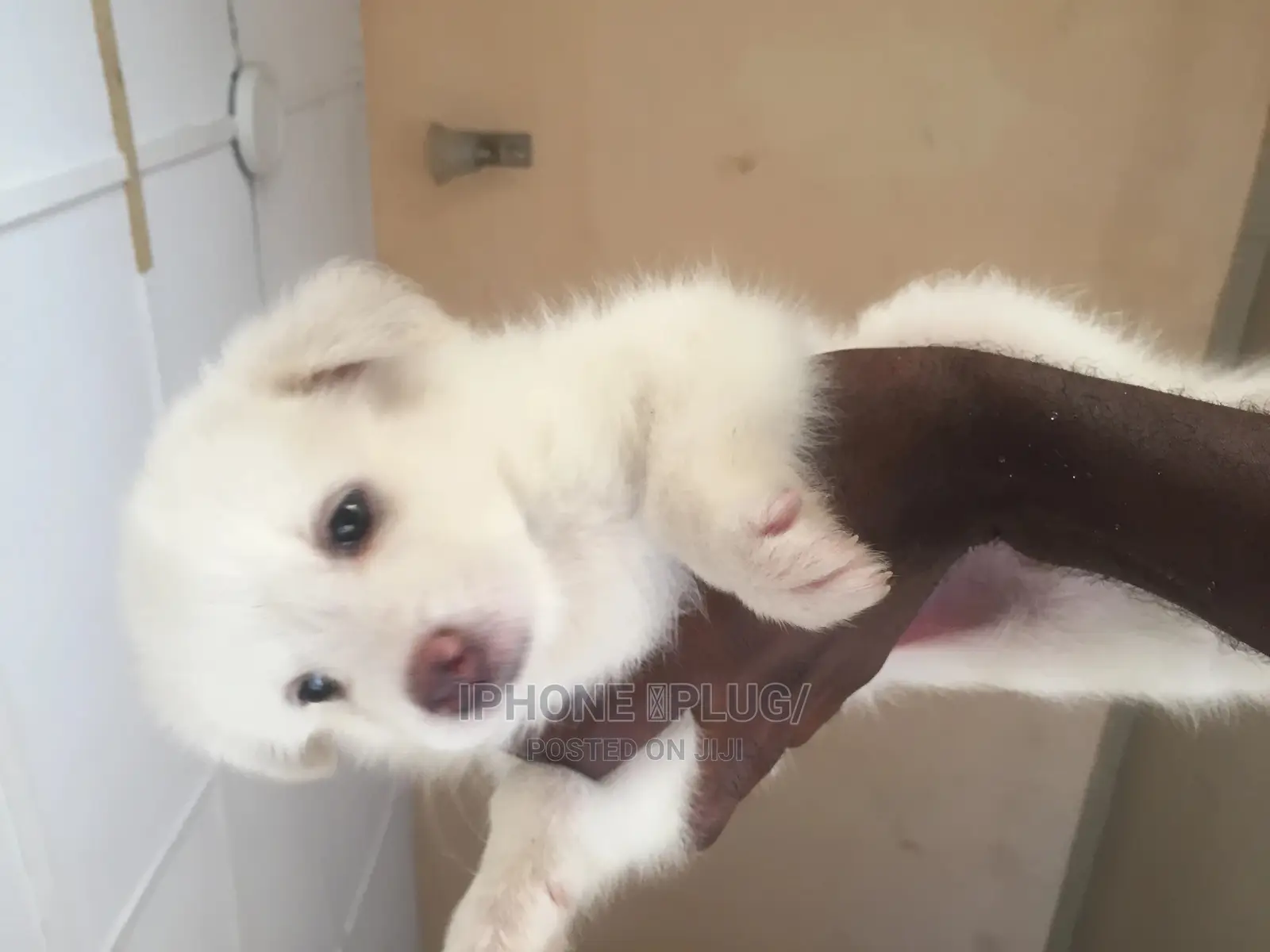 3-6 months Female Purebred American Eskimo