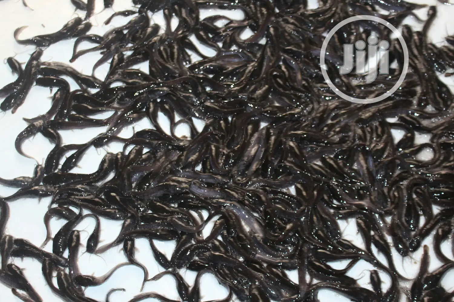 Fast Growing Catfish Jumbo Fingerlings Juveniles Hybrid