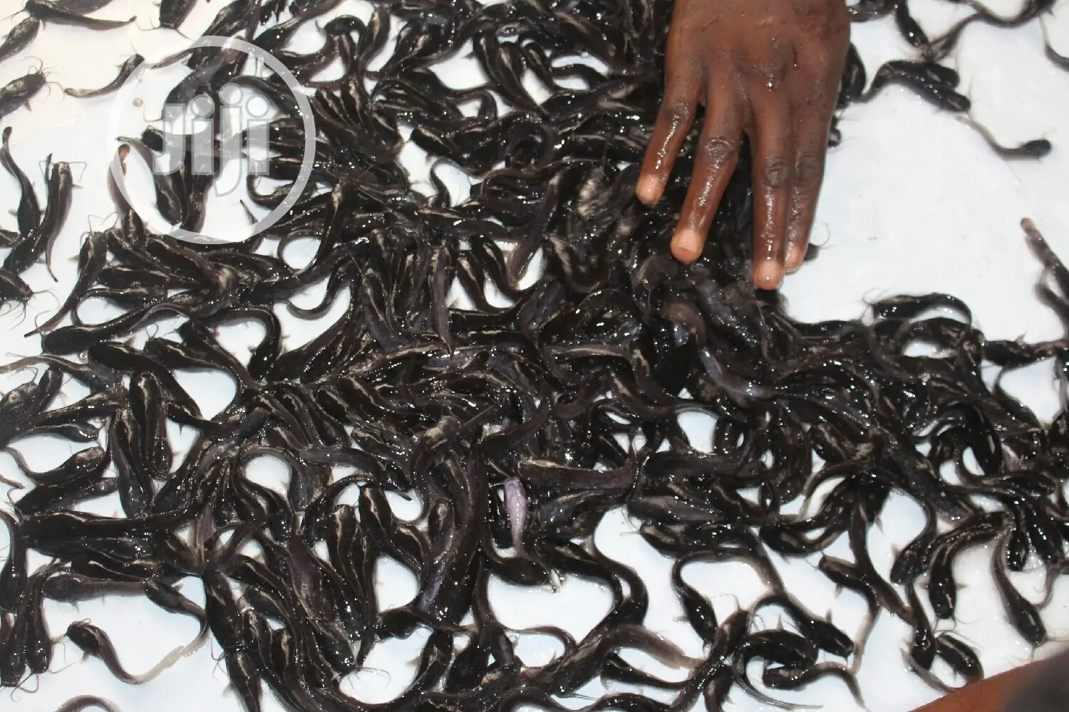 Fast Growing Catfish Jumbo Fingerlings Juveniles Hybrid