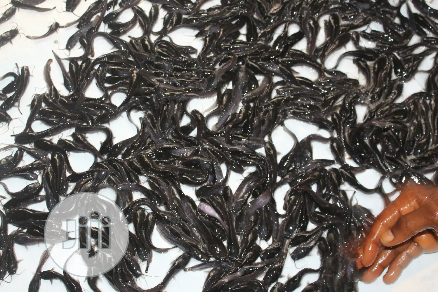 Fast Growing Catfish Jumbo Fingerlings Juveniles Hybrid