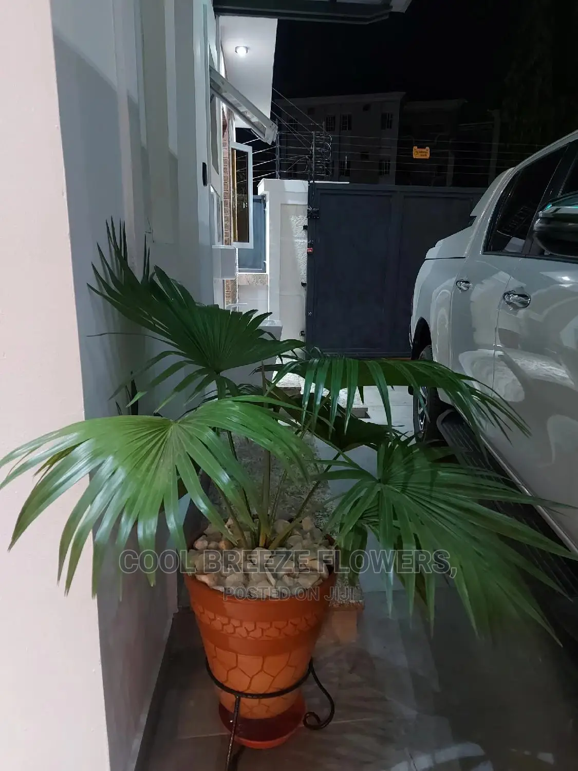 Beautiful Air Purifying Plants