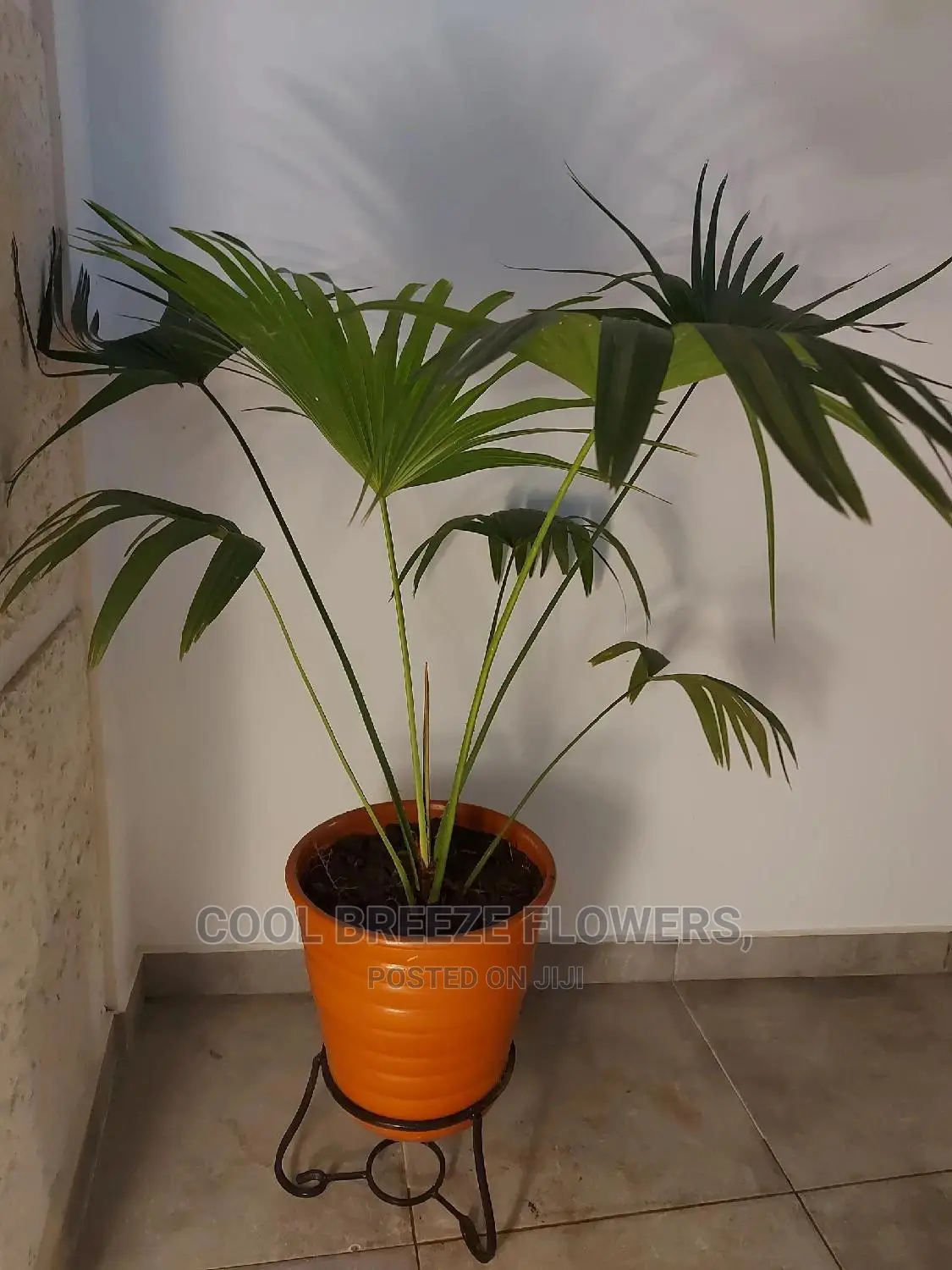 Beautiful Air Purifying Plants